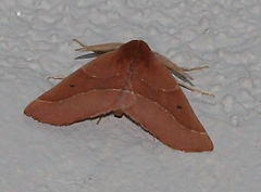 Drepanogynis cnephaeogramma