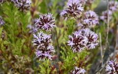 Lobelia jasionoides