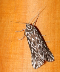 Argyrophora arcualis