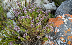 Lobelia jasionoides
