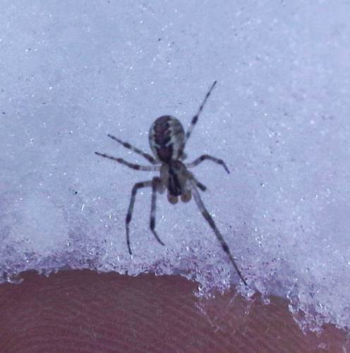 Pityohyphantes phrygianus