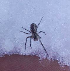 Pityohyphantes phrygianus