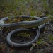 Eastern Glass Lizard - Photo (c) Justin, some rights reserved (CC BY-NC), uploaded by Justin