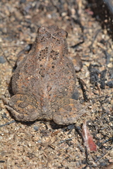 Sclerophrys pusilla
