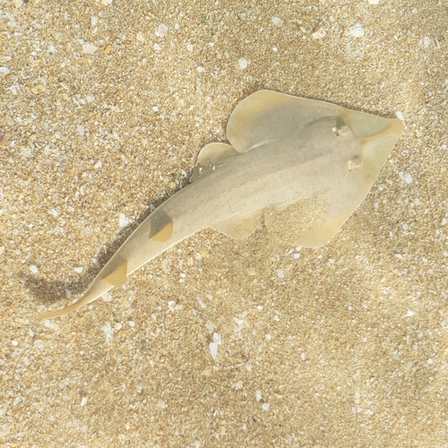 Halavi guitarfish (Glaucostegus halavi) — Rhinobatidae — 5