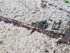 Sphaerodactylus