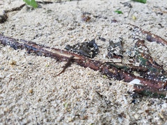 Sphaerodactylus