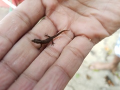 Sphaerodactylus