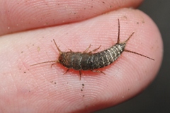 Allacrotelsa spinulata