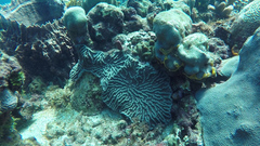 Mycetophyllia