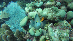 Stegastes planifrons