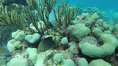 Stegastes planifrons