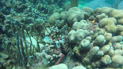 Hypoplectrus unicolor