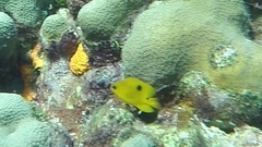 Stegastes planifrons