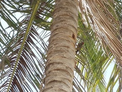 Melanerpes striatus