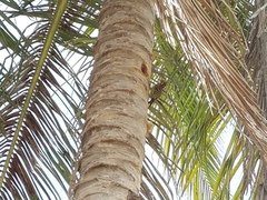 Melanerpes striatus