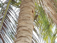 Melanerpes striatus