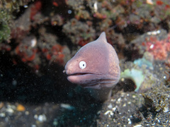 Gymnothorax thyrsoideus