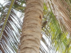 Melanerpes striatus