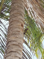 Melanerpes striatus