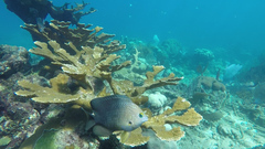 Stegastes planifrons