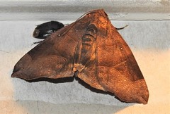 Bastilla hamatilis