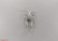 Pseudopostega quadristrigella