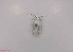 Pseudopostega quadristrigella