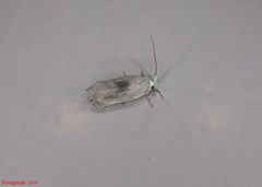 Pseudopostega quadristrigella