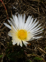 Lampranthus reptans