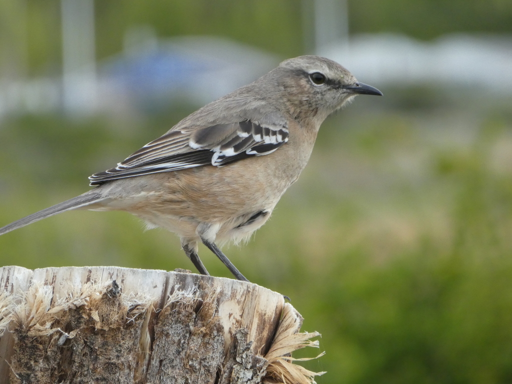 Patagonian Mockingbird (Mimus patagonicus) photo