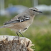 Patagonian Mockingbird - Photo (c) Philipp Pavelka, some rights reserved (CC BY), uploaded by Philipp Pavelka
