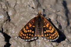 Melitaea athalia