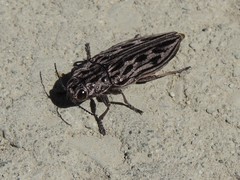 Chalcophora angulicollis