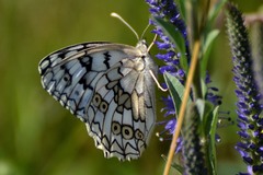 Melanargia russiae