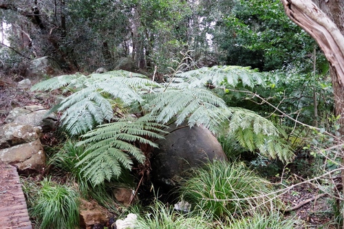 Sphaeropteris cooperi