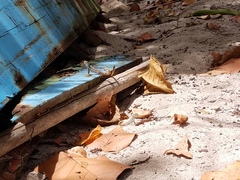 Leiocephalus lunatus