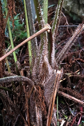 Sphaeropteris cooperi