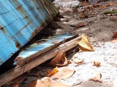 Leiocephalus lunatus