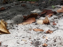 Leiocephalus lunatus