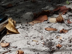 Leiocephalus lunatus