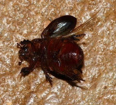 Temnorhynchus retusus