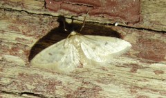 Idaea bonifata