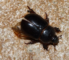 Temnorhynchus retusus