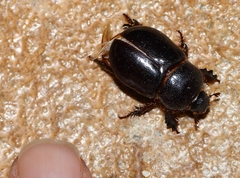 Temnorhynchus retusus