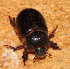 Temnorhynchus retusus