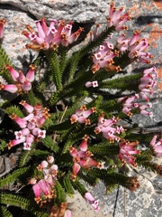 Erica gysbertii