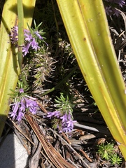 Merciera azurea