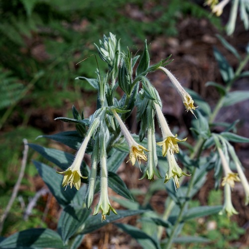 Image of Lithospermum thurberi by (c) Andrew Tree, some rights reserved (CC BY)