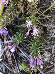Merciera azurea